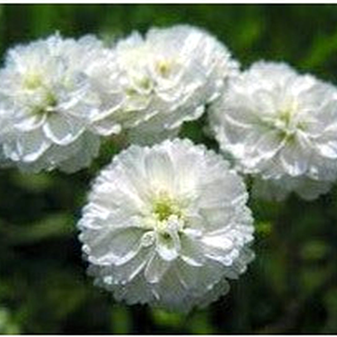 White Pellitory Flower For Planting Flower Seeds for Home Garden Planting, Vibrant Organic Blooming [neera-v5-c72d25174fd2d574a6dc]