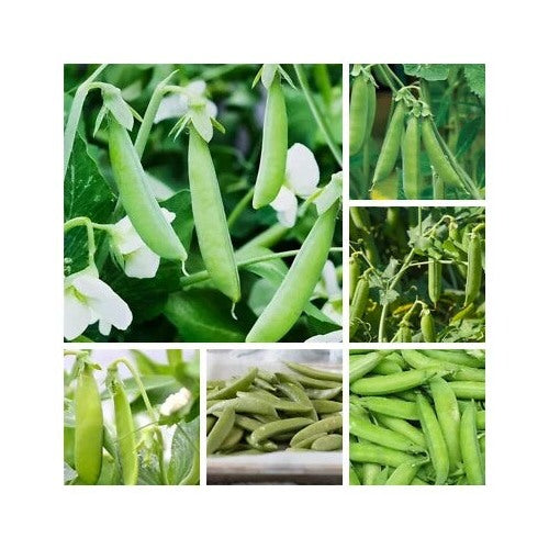 Ct Pea Variety Sugar Ann Little Marvel Alaska Snow And More Heirloom Non Gmo Fragrant Climbing [neera-v5-c73126cd6ecf71bd8d49]