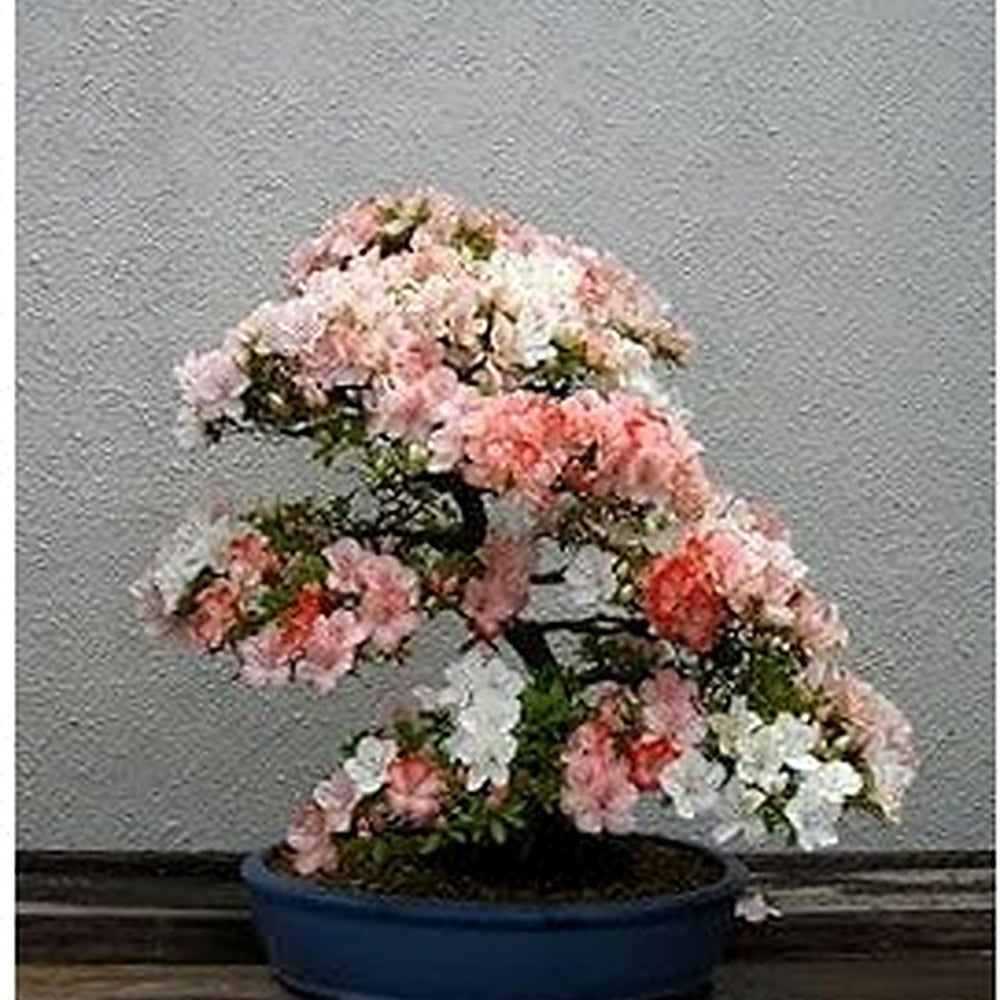 Multi-Color Simsii Bonsai Seeds [neera-v5-c74a0d5bccdd5ed2a462]