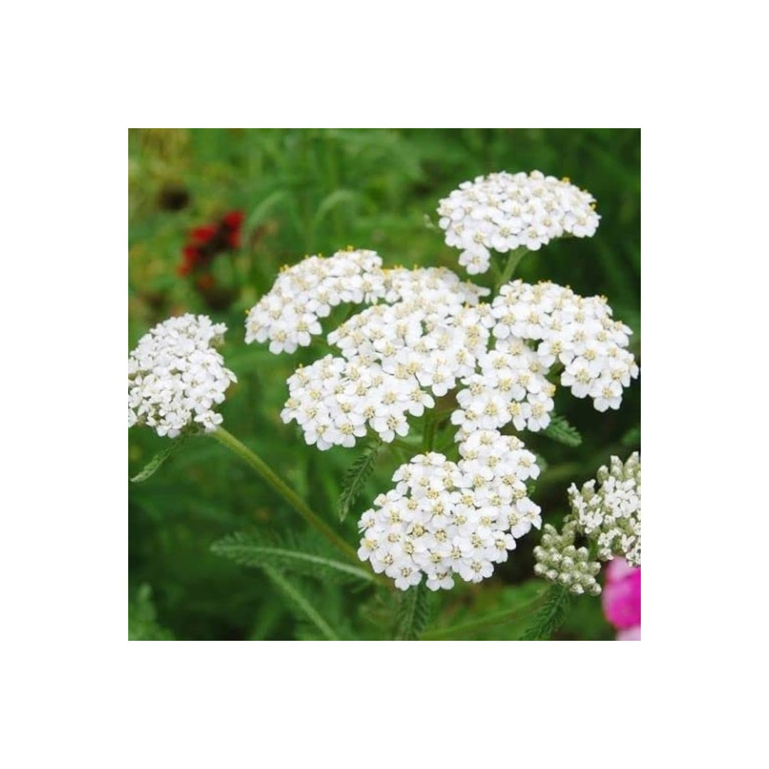 White Achillea Flower Planting Organic Heirloom Non Gmo Flower Seeds Home Garden Planting, [neera-v5-c74cec6a1d75dd0fb406]