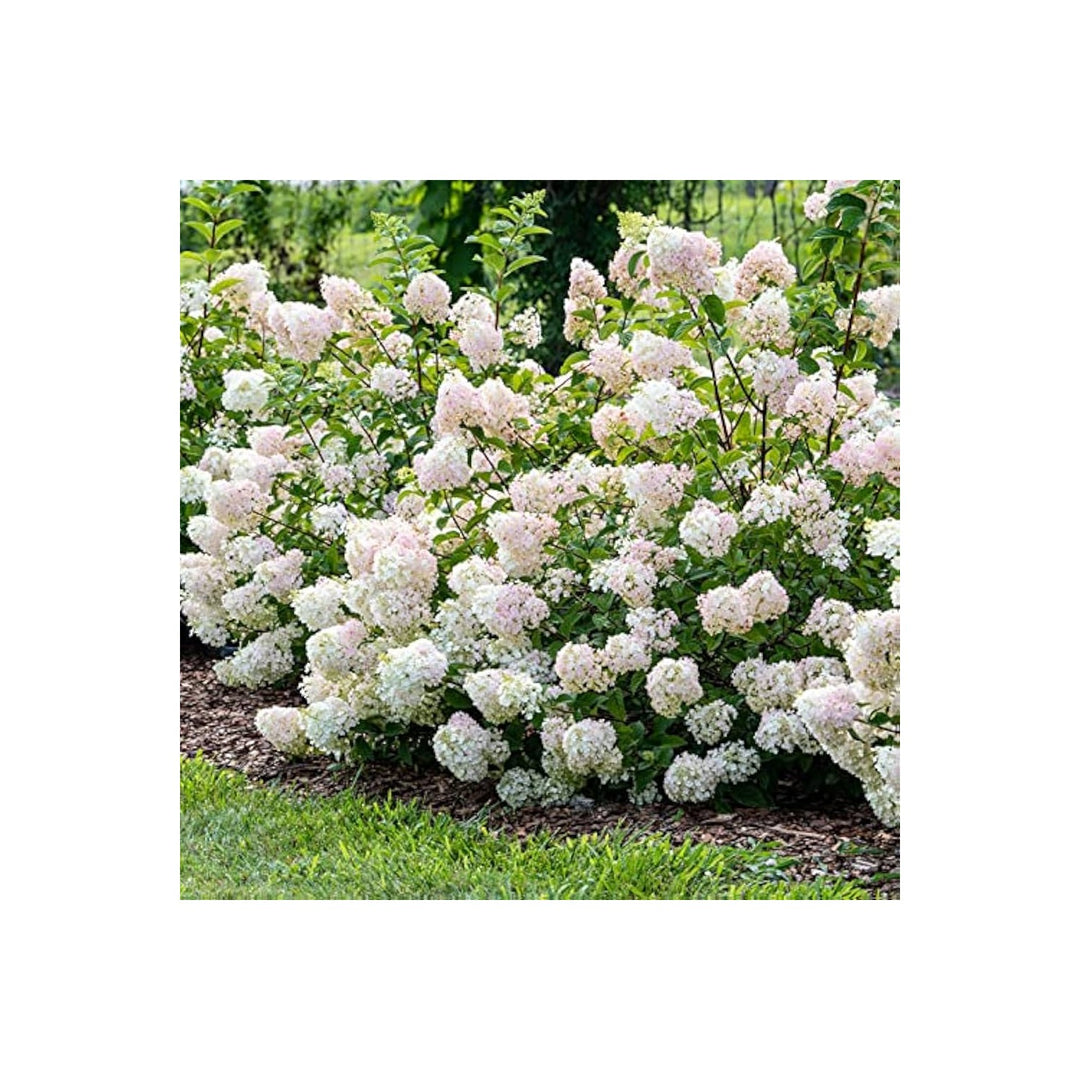 White Hydrangea Hydrangea Paniculata Strawberry Flower For Planting Ideal For Home Garden [neera-v5-c75595576446cc45f74b]