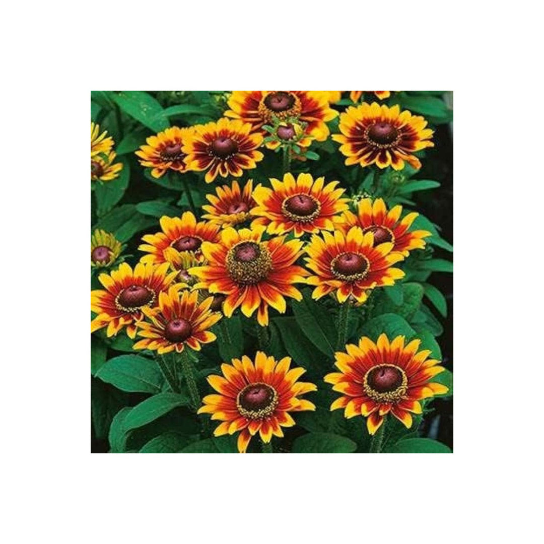 Rudbeckia Hirta Mixed Colors Garden Flower For Outdoor Planting Flower Seeds for Home Garden [neera-v5-c758f3d4b0b323780cfe]