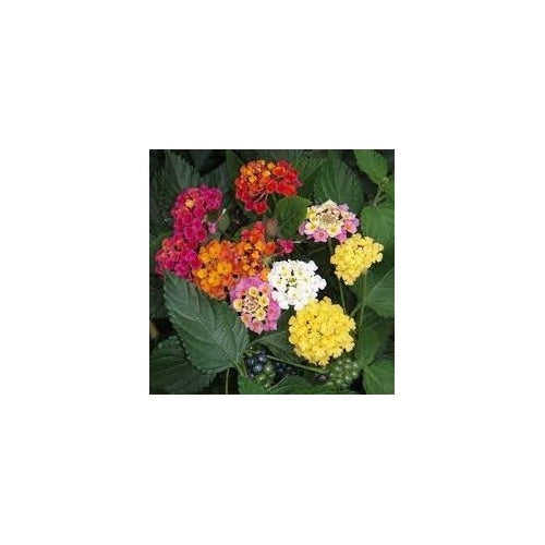 Lantana Mix Flower Seeds for Garden Planting [neera-v5-c75cc3e924301a74b2ee]