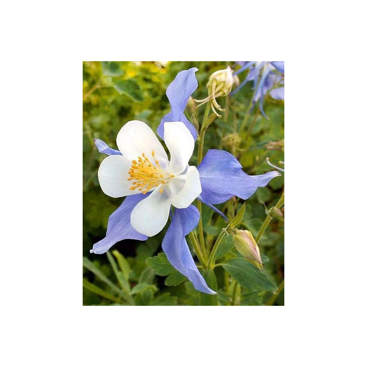 Blue Heirloom Non Gmo Sky Columbine Flower For Planting Elegant Perennial Garden Flower Seeds for [neera-v5-c762a9120a60293c144f]