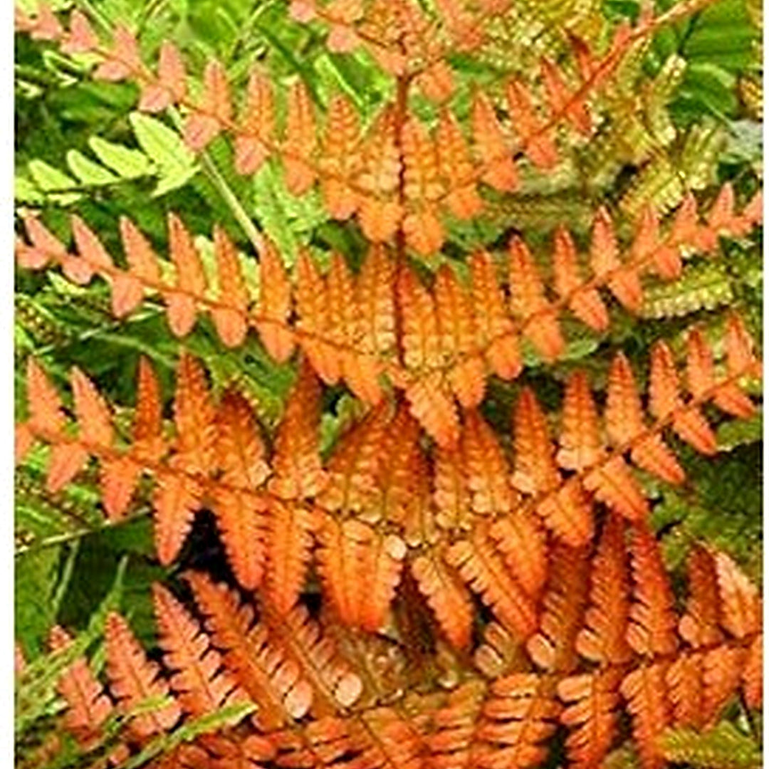 Organic Heirloom Orange Fern Plant Seeds for Planting [neera-v5-c7661e83b69e18a7fde9]