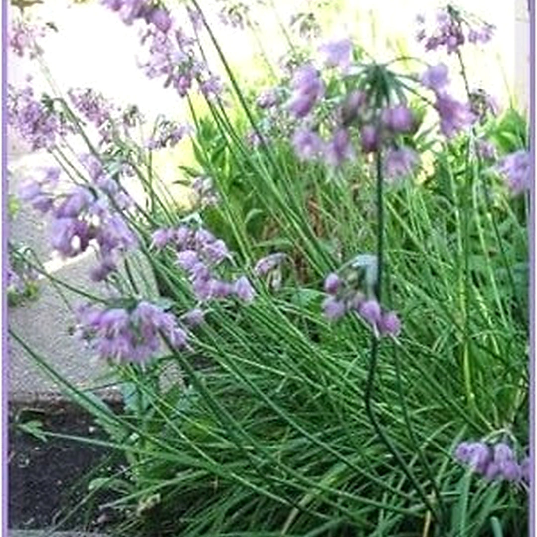 Organic Heirloom Non-GMO Purple Cernuum Seeds for Planting [neera-v5-c76874f2287554082a4c]