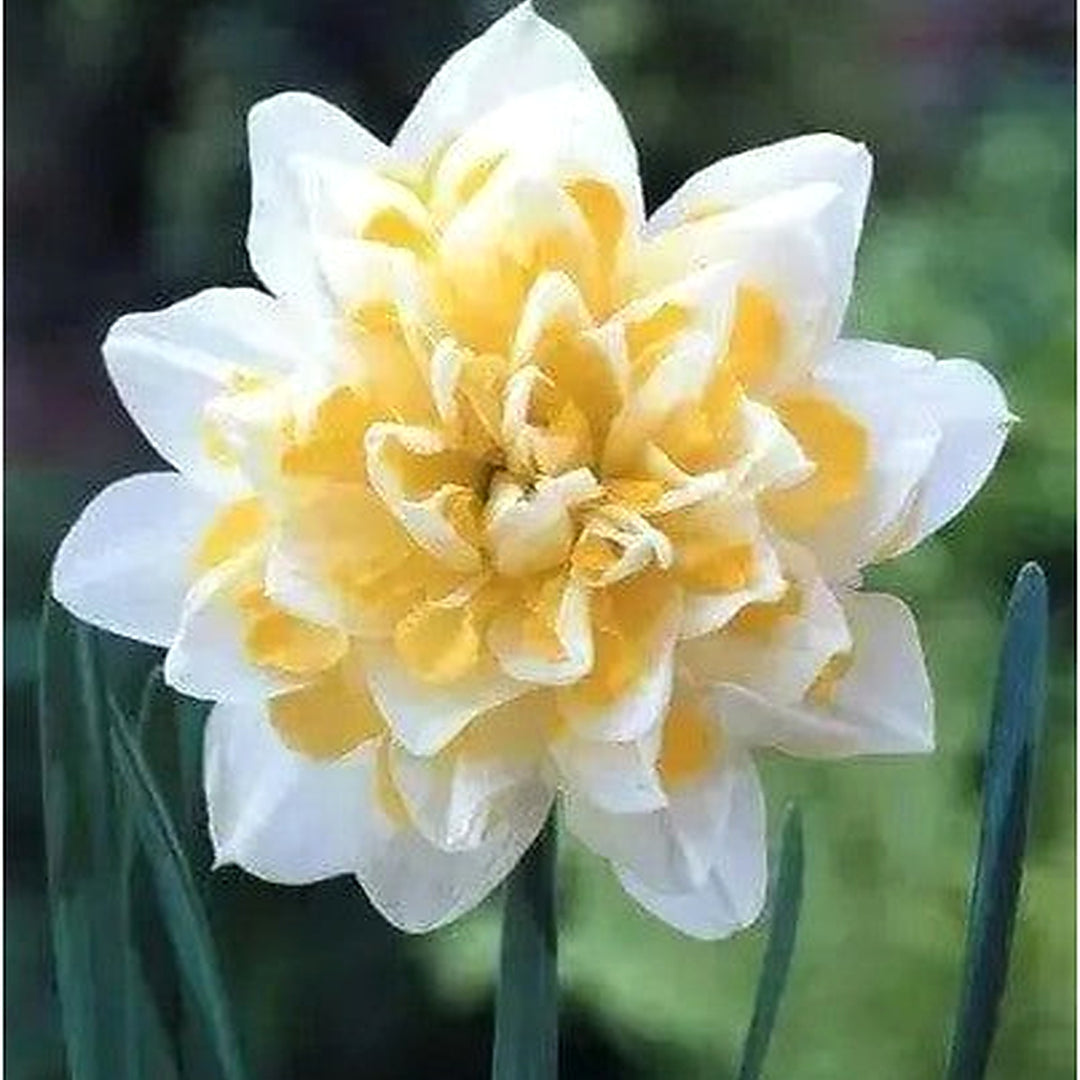 White Yellow Double Petals Narcissus Daffodil Seeds [neera-v5-c7692e45098f4af2c3c7]