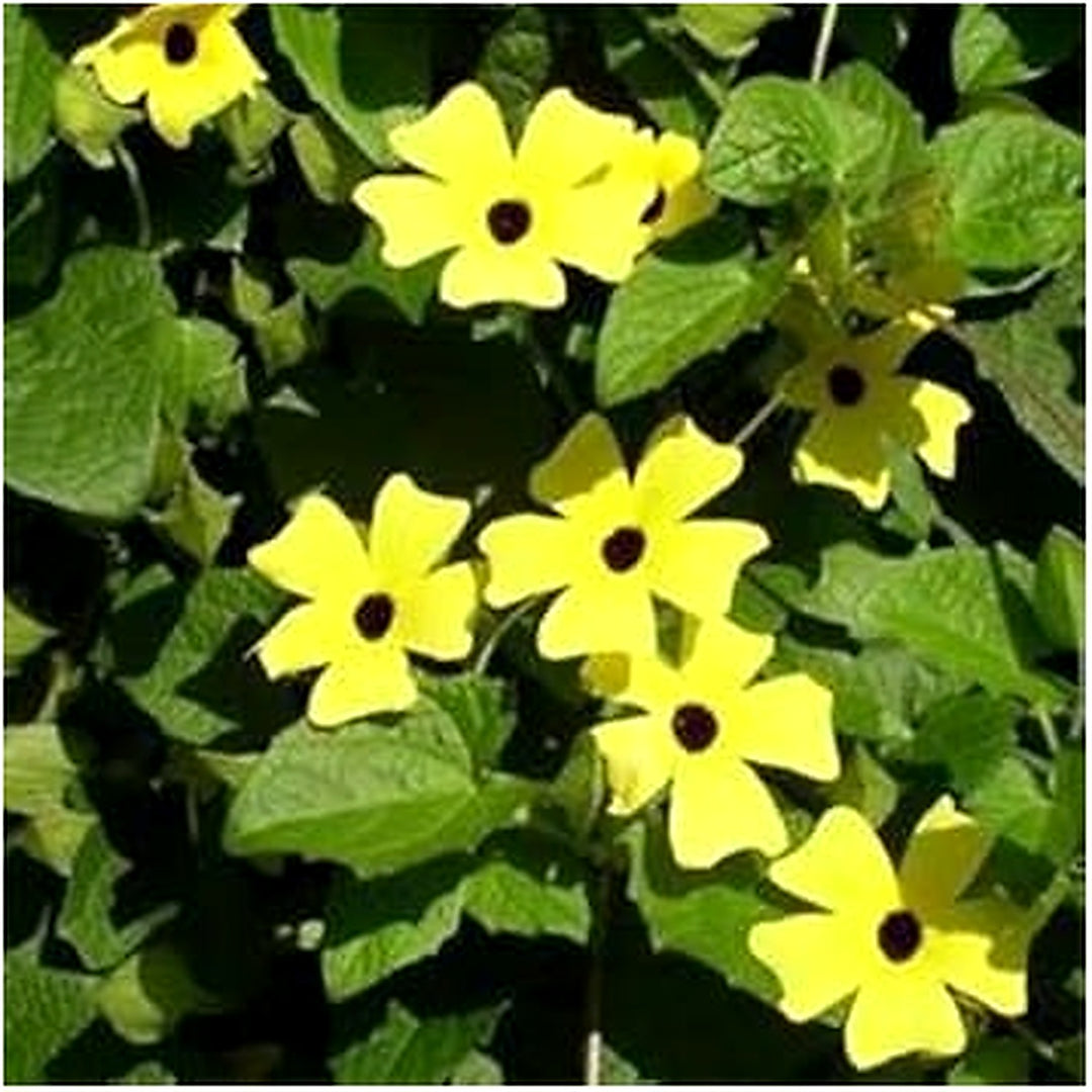 Yellow Thunbergia Seeds for Planting [neera-v5-c7782480c645723cbef8]