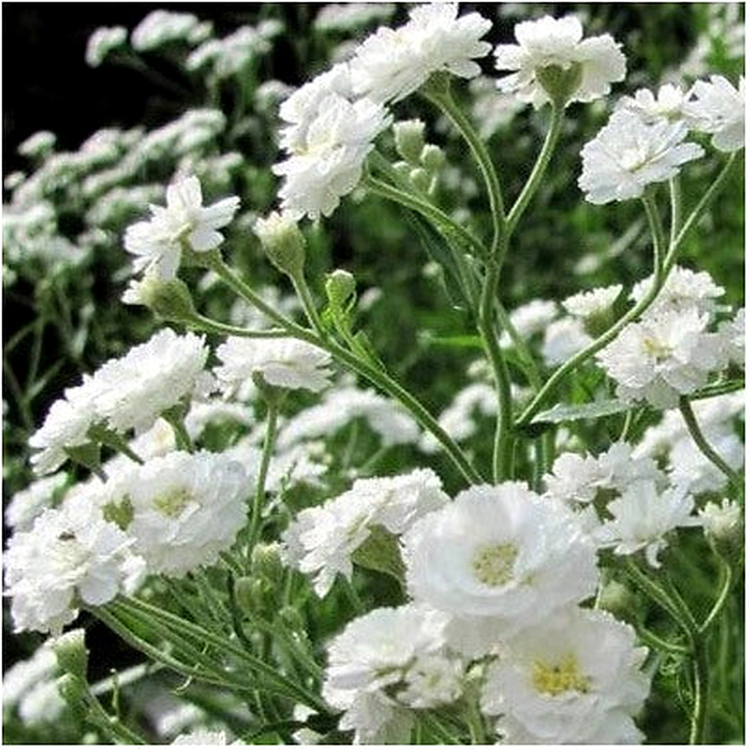 Babys Breath Snowflake Perennial Native Heirloom Cut Flowers Non Gmo Flower Seeds Home Garden [neera-v5-c77eb8ec9c1a418d8e9d]
