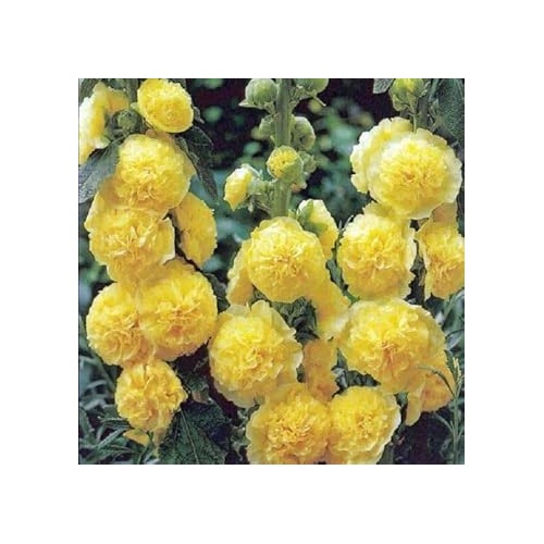 Organic Yellow Hollyhock Flower Seeds for Planting [neera-v5-c786c988e504580003e7]