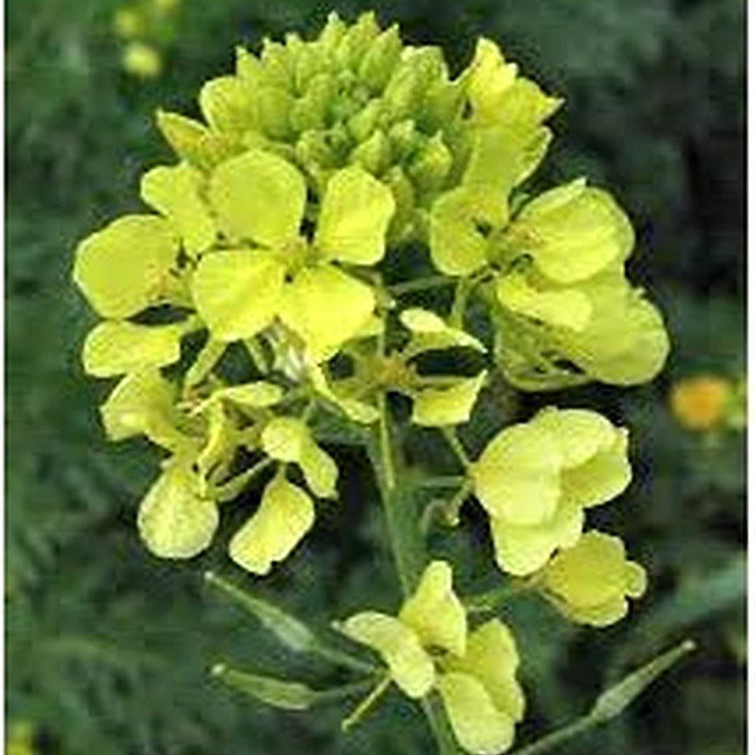 White Mustard Seeds (Sinapis alba) for Planting [neera-v5-c78c782e5c3135bea064]