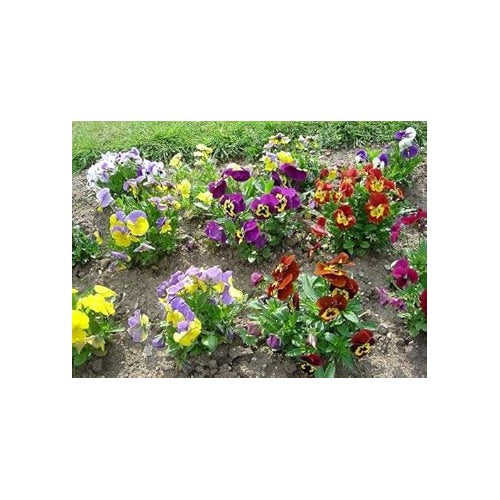 Heirloom Mixed Colors Pansy Flower Seeds for Planting [neera-v5-c78d33f40f5c89d41dbf]