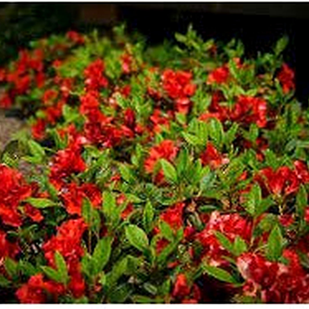 Heirloom Non-GMO Light Red Azalea Flower Seeds for Planting [neera-v5-c79c16059c6ab7a2f4e5]