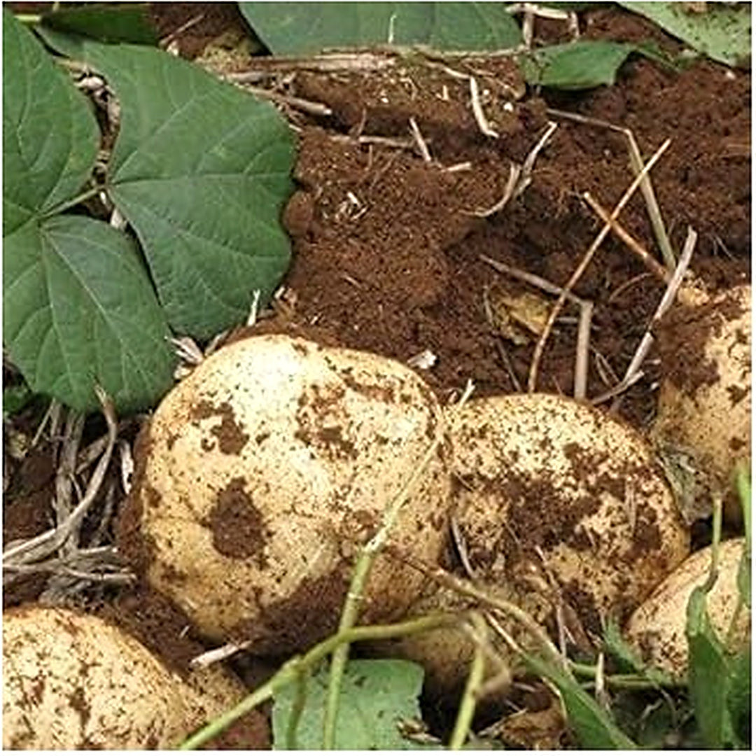 Jicama Vegetable Seeds for Planting [neera-v5-c7a48619e63020a591af]