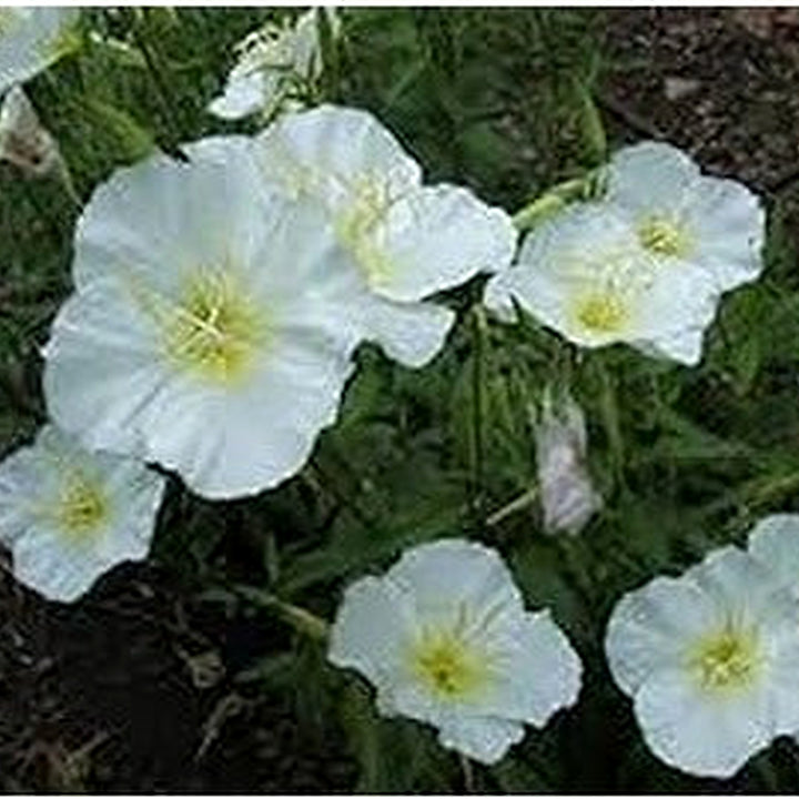 Organic White Oenothera Flower Seeds for Planting [neera-v5-c7aa5a49f8d6fb542a54]