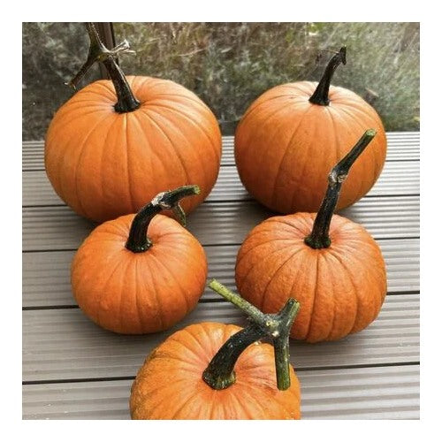 Pumpkin Almond Baby Bear F1 Seeds for Planting [neera-v5-c7abc7625124a11eb66c]