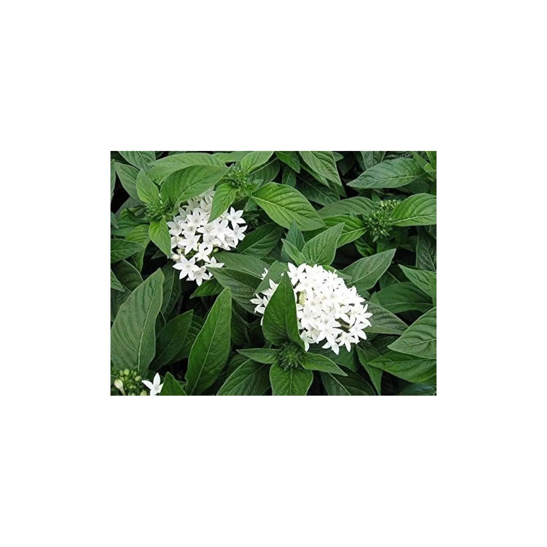 White Pentas Starla Flower For Planting Non Gmo Flower Seeds for Home Garden Planting, Ornamental [neera-v5-c7cd52a25db15bd3078b]