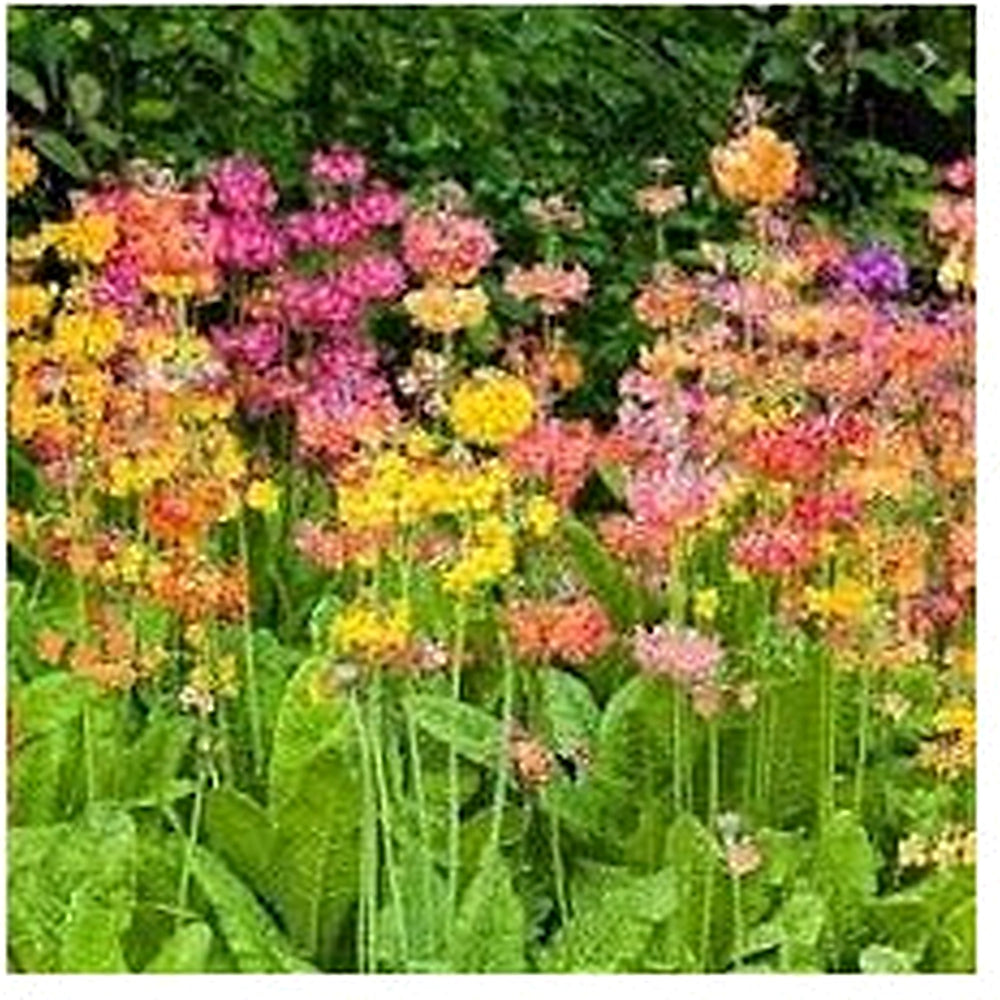 Heirloom Non-GMO Primula Candelabra Flower Seeds for Planting [neera-v5-c7ced0ea4153fe52639e]