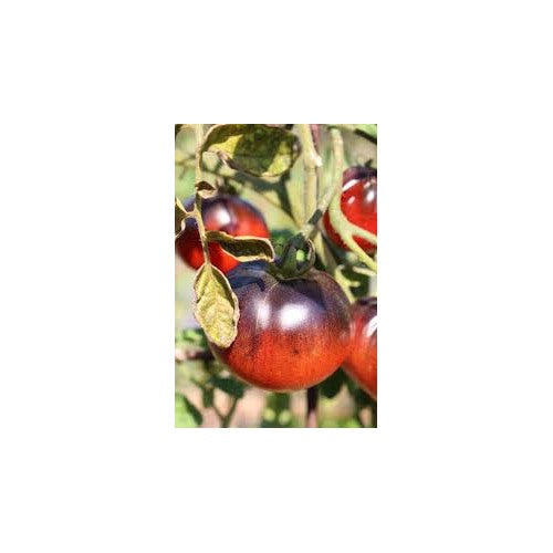 Black Red Tomato Seeds for Planting [neera-v5-c7cefcf1d0011f6e7f11]