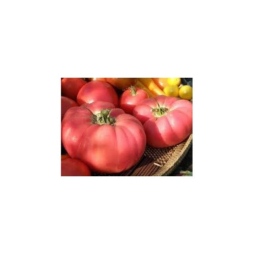 Tomato Vegetable Seeds for Planting [neera-v5-c7cefd78c63afa4338d9]