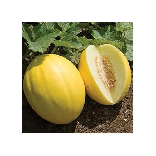 Hami Melon Fruit Seeds [neera-v5-c7e23bb16b546f6b725f]