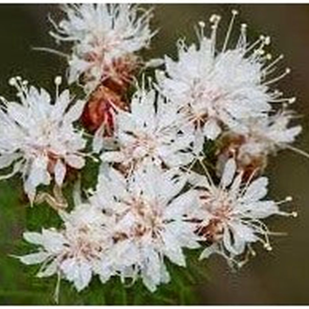 Summer Farewell Flower Heirloom Non Gmo For Late Season Wildflower Garden Planting Flower Seeds for [neera-v5-c7f7163c483058b05c4a]