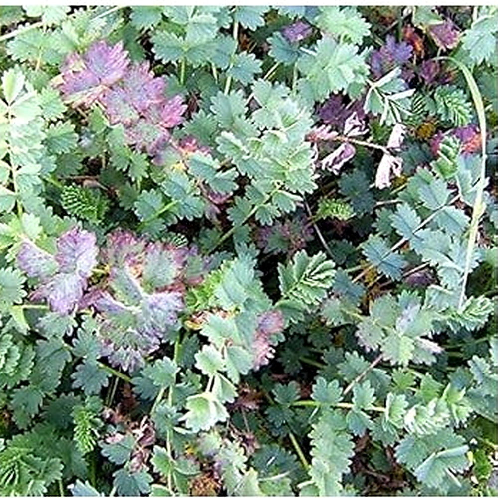 Red Burnet Sanguisorba Herb Seeds for Planting [neera-v5-c7f8e46af5db7427eb8e]