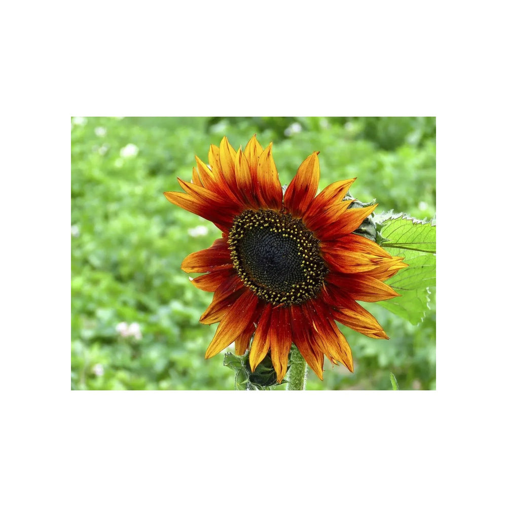 Yellow Red And Sunflower For Planting Vibrant Bi Color Blooms For Garden Or Landscape Flower Seeds [neera-v5-c7f916b882839485b546]