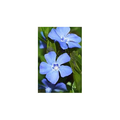 Sky Blue Vinca Flower Seeds for Planting [neera-v5-c7ff6ceae6f9406ec900]