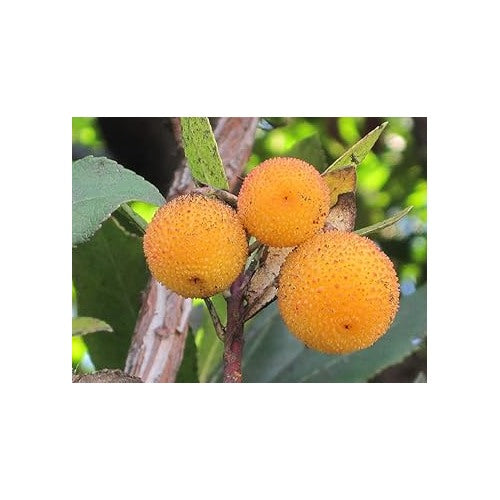 Yellow Arbutus unedo Strawberry Fruit Seeds for Planting [neera-v5-c803ab269911e40786f8]