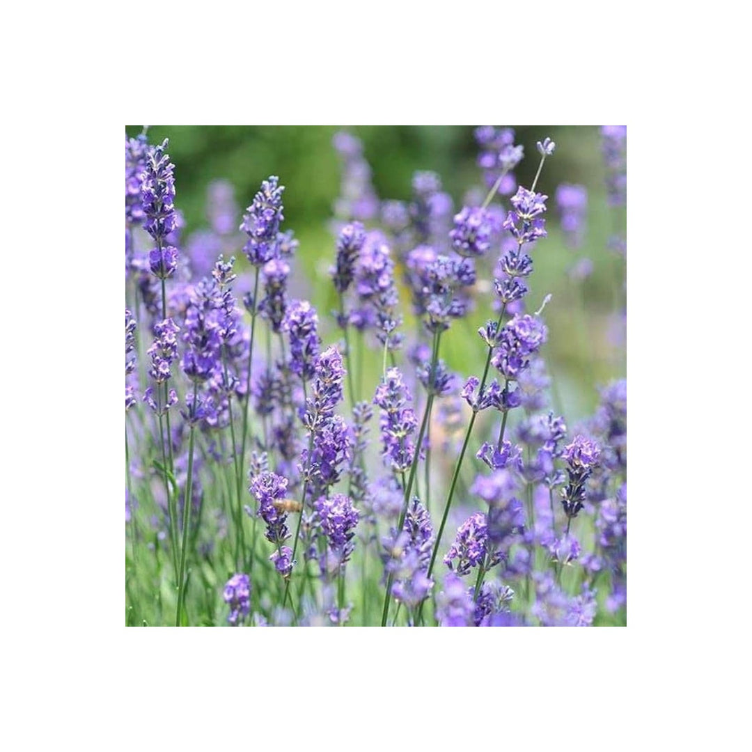 Lavender Lavula Angustifolia Herb For Planting In Home Garden Indoor Pots Flower Seeds for [neera-v5-c804b3068f38ba03558e]