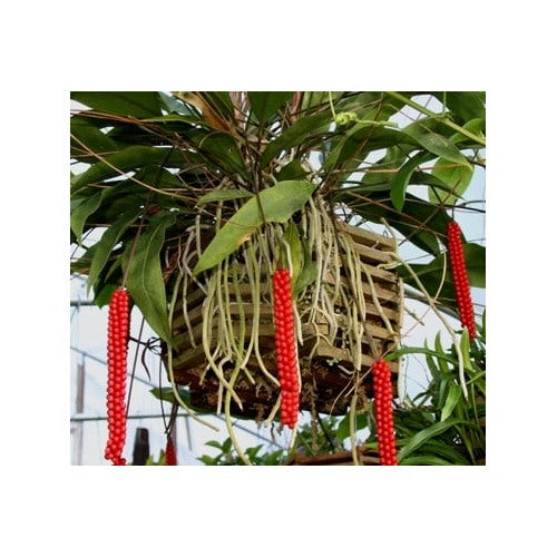 Anthurium ‘Red Pearl’ Plant Seeds [neera-v5-c806ed7c6d7019656d85]