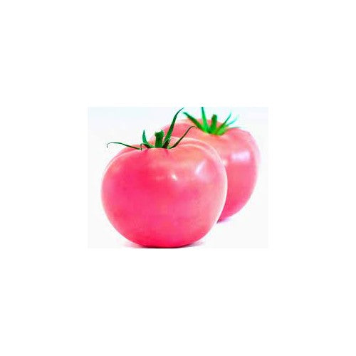 Light Pink Tomato Seeds for Planting [neera-v5-c81638c86ed36f44d009]