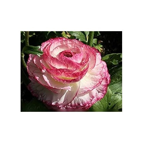Heirloom White Pink Ranunculus Flower Seeds for Planting [neera-v5-c81b09c49d2eb3c324a5]