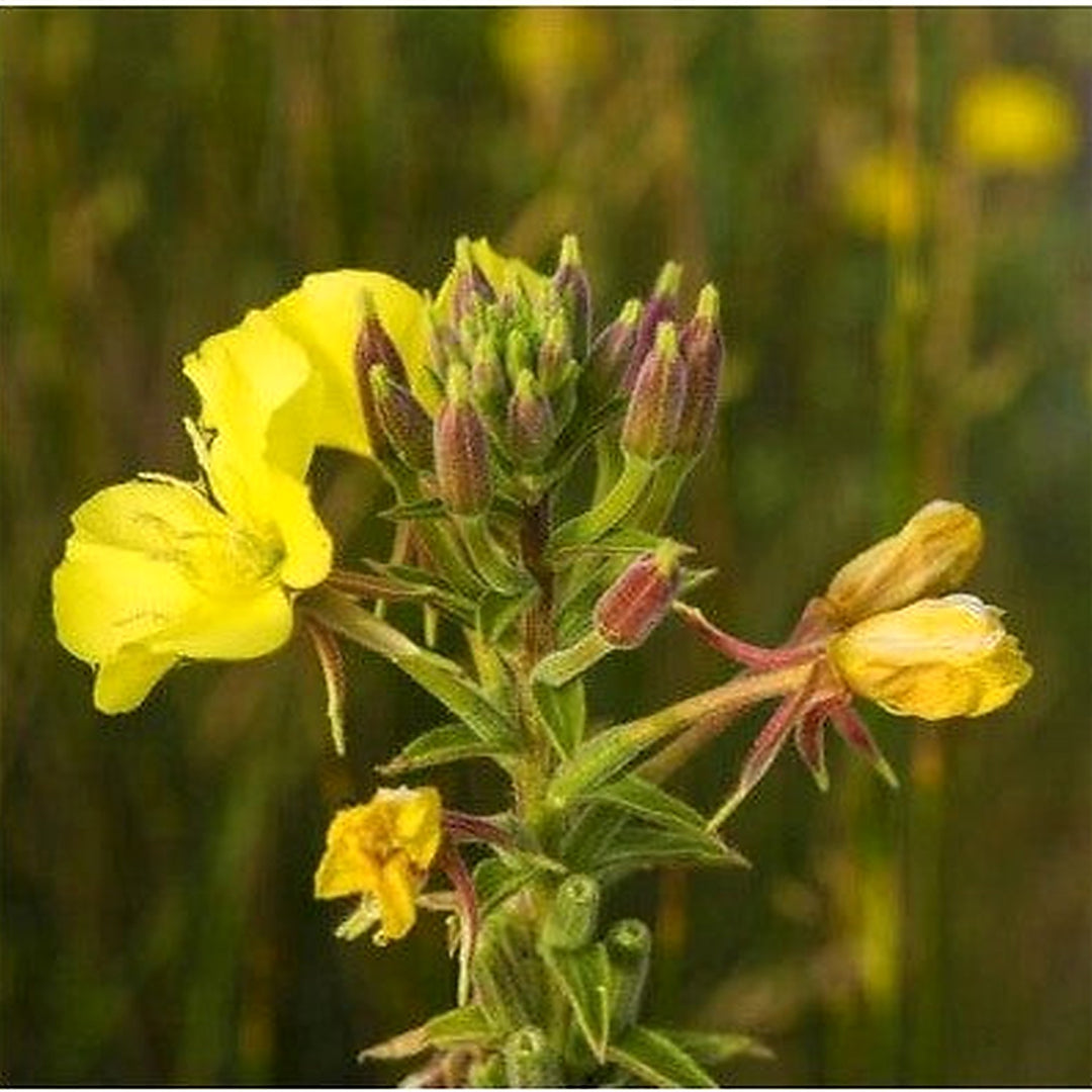 Yellow Common Evening Primrose Planting Non Gmo Flower Planting Pollinator Heirloom Drought [neera-v5-c81cf01e8bddc50661ea]