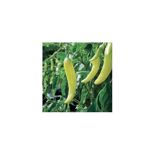 Banana Peppers Seeds for Planting [neera-v5-c827a02eb7513ce37391]