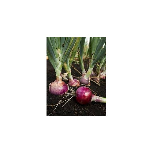 Onion Vegetable Seeds for Planting [neera-v5-c82fd34c11a974858adc]