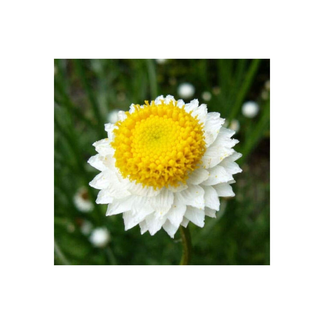 Winged Everlasting Plant Flower Seeds for Home Garden Planting, Blooming Organic Blooming Collection [neera-v5-c83626be213a4cad1069]