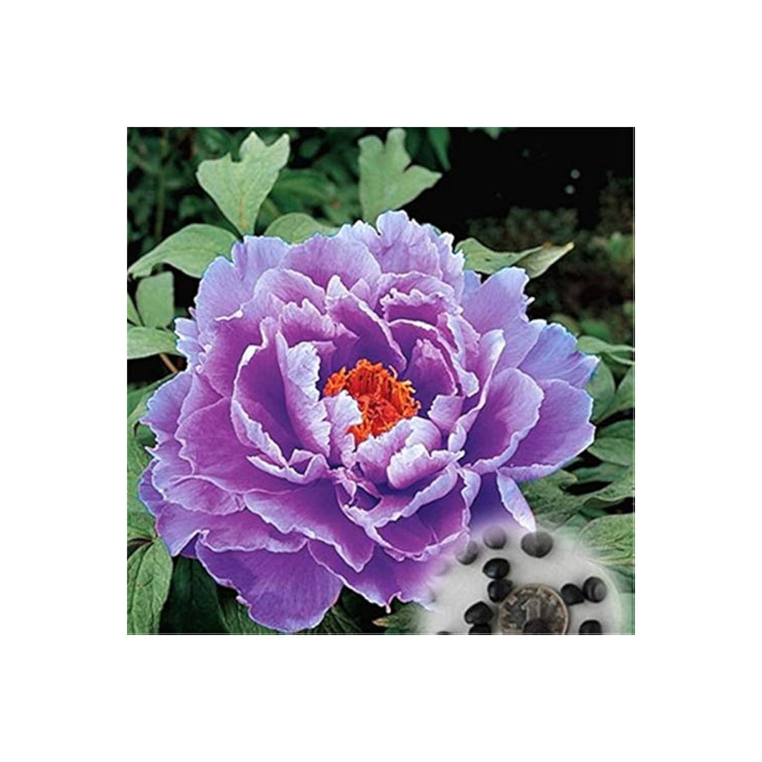 Peony Paeonia Lactiflora Flower For Backyard Garden Planting Flower Seeds for Home Garden Planting, [neera-v5-c836a07b2bc7264eef75]