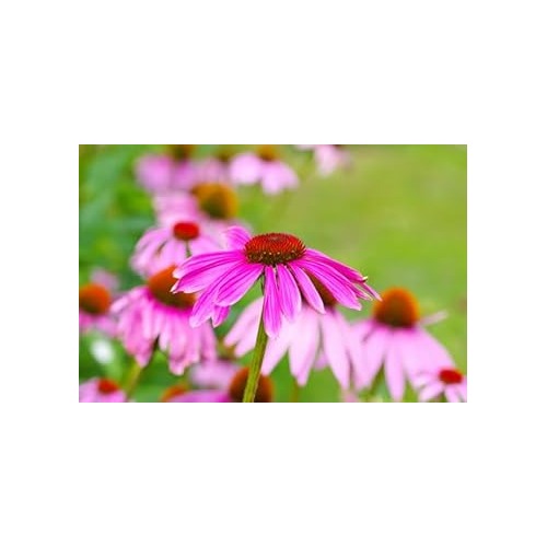 Heirloom Sonnenhut Flower Seeds for Garden Planting, Non-GMO, Coneflower Blooms for Pollinator Gardens [neera-v5-c83874619e9ca8541b9b]