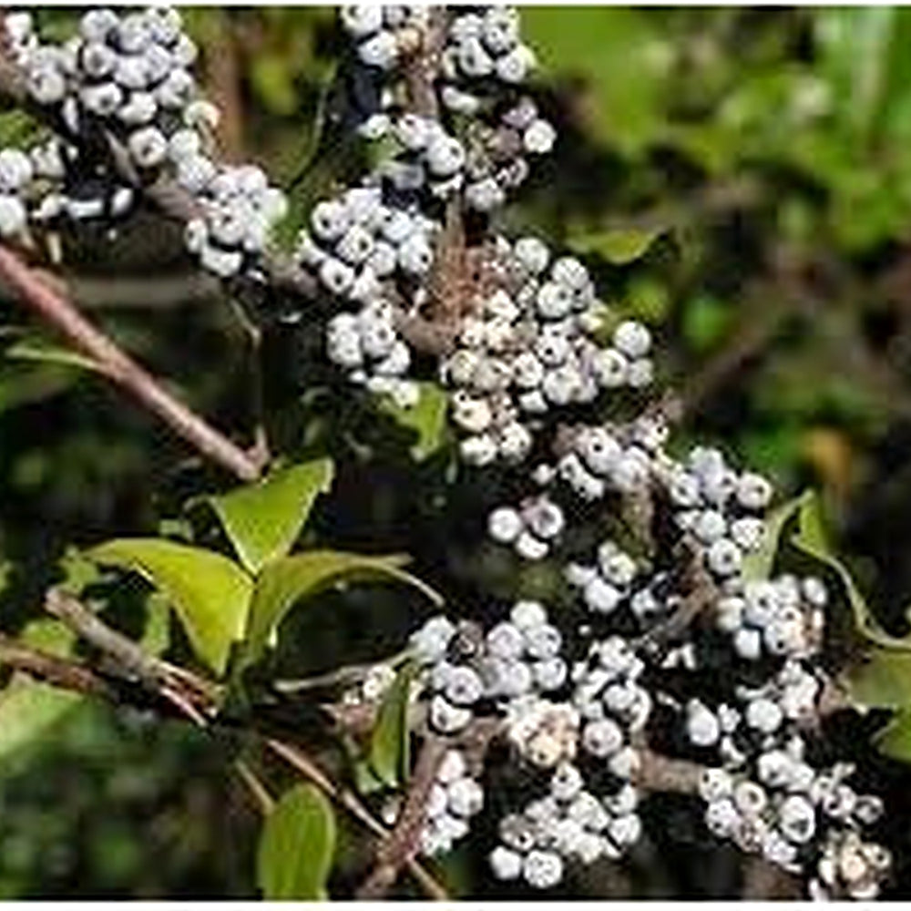 Wax Myrtle Southern Fruit Seeds [neera-v5-c8422400e271ee75fcbe]