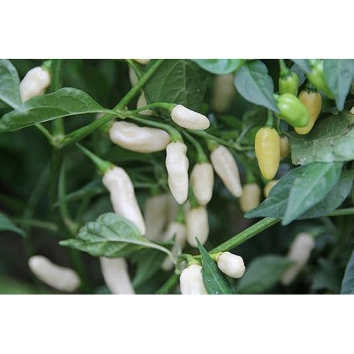 White Pepper Seeds for Planting [neera-v5-c8463cd8edb89213effd]