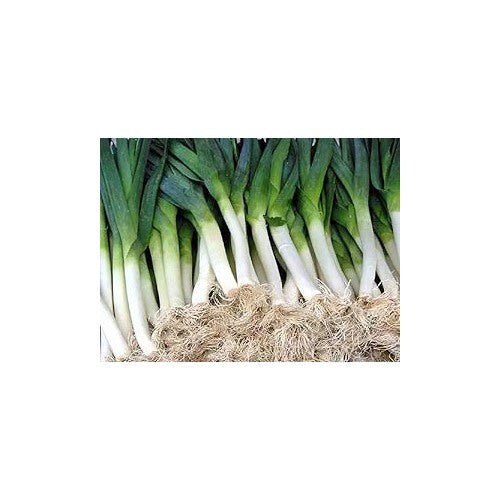 Leek American Flag Seeds [neera-v5-c84723a84e6374732df8]