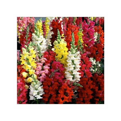 Snapdragon Planting Tetra Mix Multi Color Blooms Bees And Butterflies Free Ship Heirloom Non [neera-v5-c84fdeb2b4516867ff55]