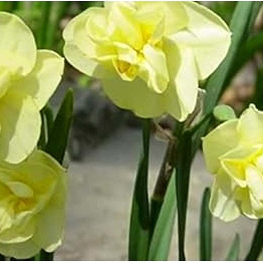 Lime Yellow Double Petal Narcissus Seeds for Planting [neera-v5-c858d932b1504e79a0e7]