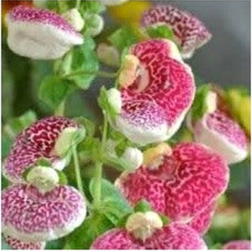 Calceolaria Flower Seeds [neera-v5-c85d7bea3eea3d57b0aa]