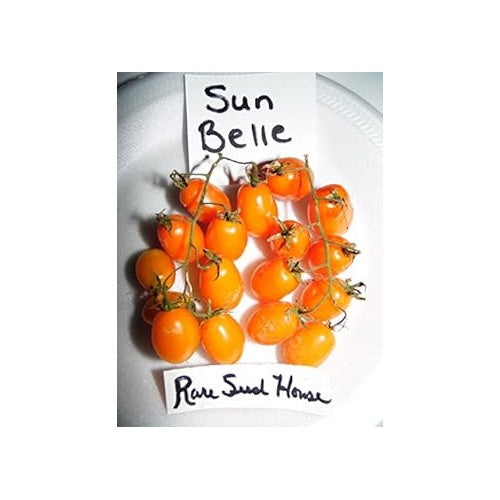 Orange Tomato Seeds for Planting [neera-v5-c85e5c89aa8960c6c745]