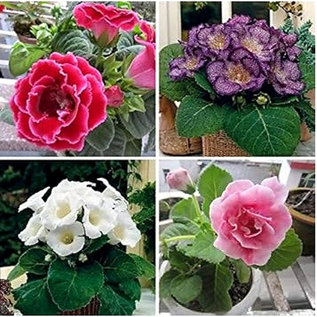 Multi Gloxinia Flower Seeds for Planting [neera-v5-c862e69cc93d19a3d54a]