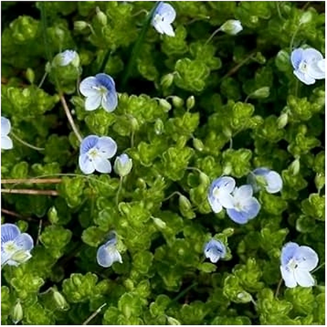 Organic Blue Veronica Repens Flower Seeds for Planting [neera-v5-c8640f1c76d2fb79b62d]