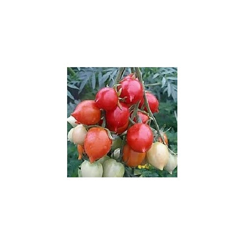 Geranium Kiss Tomato Seeds for Planting [neera-v5-c8644791441db3cb4f3a]